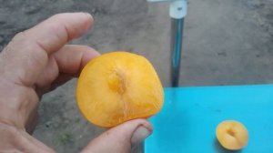 Диплоїдна слива То Че Сан. 8.09.2022.