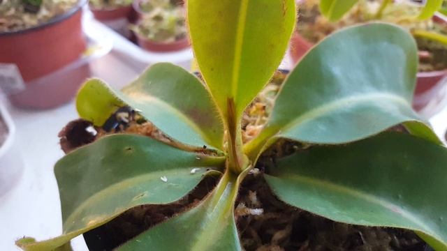 Adaptación de las Nephentes. HD смотреть онлайн