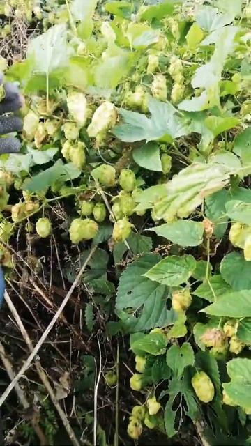 Собираю шишки хмеля. смотреть онлайн