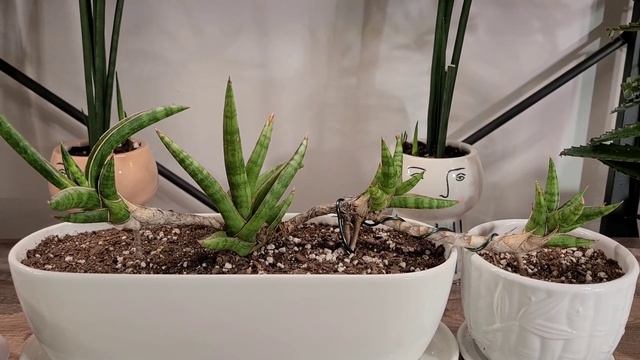 Sansevieria Plants That Produce Stolons (Bunlue Torch Variegated, Ballyi Tom Grumbley, Pinguicula)