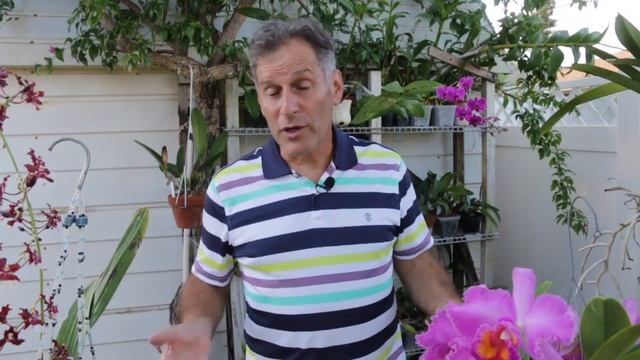 Orchid Care; Its all about the roots! смотреть онлайн