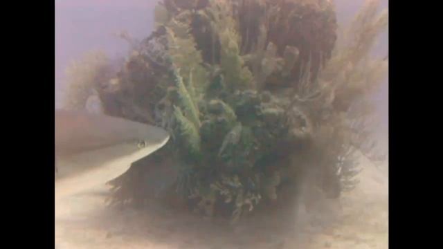 Bahamas Shark Alley Scuba Diving смотреть онлайн