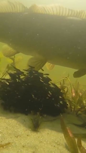 Big Fish Guarding Babies смотреть онлайн