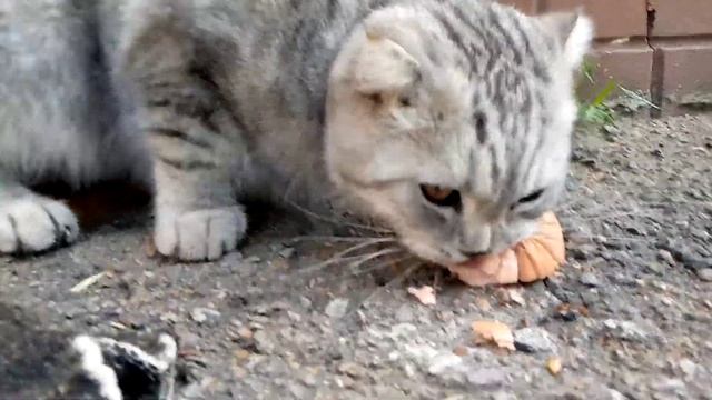 Кошка Алиса ест колбасу смотреть онлайн