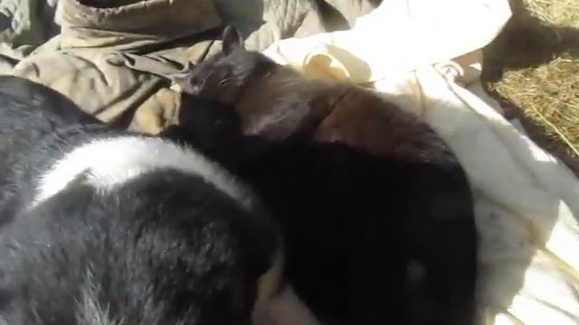 АК-УЛА Ф-щенки смотреть онлайн