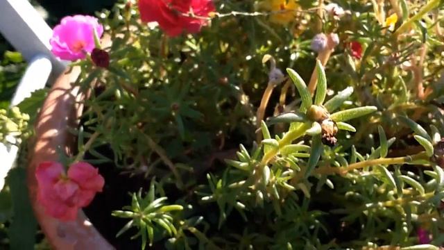 Portulaca grandiflora,Portulaca moss rose смотреть онлайн
