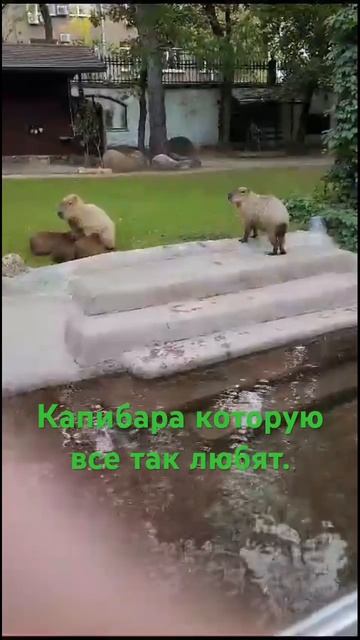 Капибара из Московского зоопарка смотреть онлайн