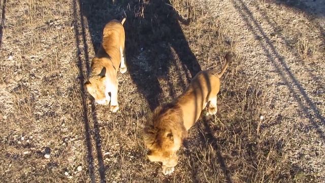 Хорошее ЛЬВИНОЕ настроение))) смотреть онлайн