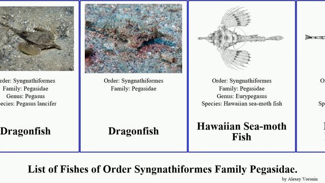 List of Fishes of Order Syngnathiformes Family Pegasidae. Dragonfish Pegasus Seamoth tetrabelos смотреть онлайн