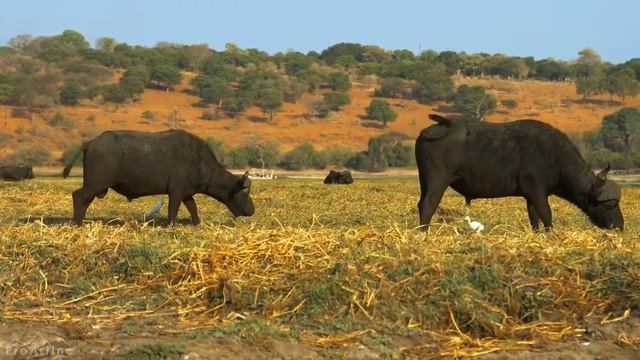 African buffalo part 1 | wild animal videos |#African #wildlife #animalplanet #natue #wildanimals