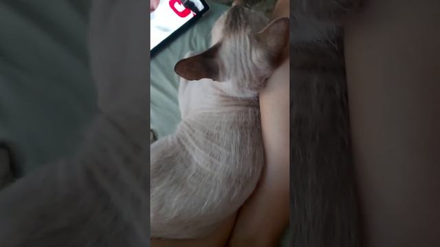 и так каждое утро 🤴 мой сынок 🐱 смотреть онлайн