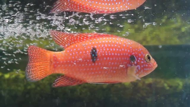 Hemichromis bimaculatus x lifalili aj s poterom смотреть онлайн