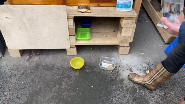 Кошачьи домики в Братеево! Красота и доброта) смотреть онлайн