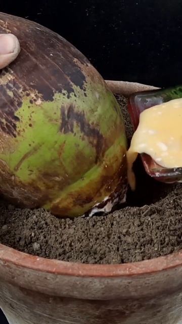 How to grow Coconuts as soon as possible by grafting Coconuts with bananas#reels#shorts смотреть онлайн