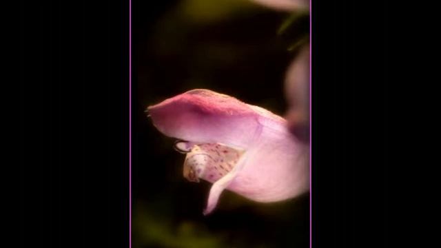 Return Of The Pink Panther (Think Pink) by Henry Mancini смотреть онлайн