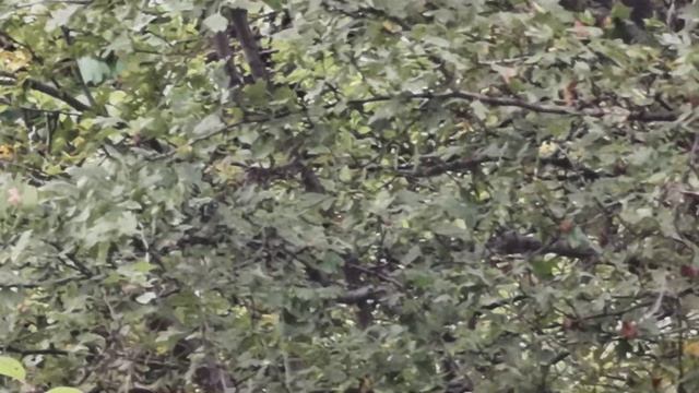 Соловей Хафиз, Хофиз булбули смотреть онлайн