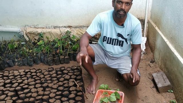 Spine Gourd Nursery #SpineGourdFarming | କାଙ୍କଡ ନର୍ସରୀ ପଦ୍ଧତି #KankadaChasa смотреть онлайн