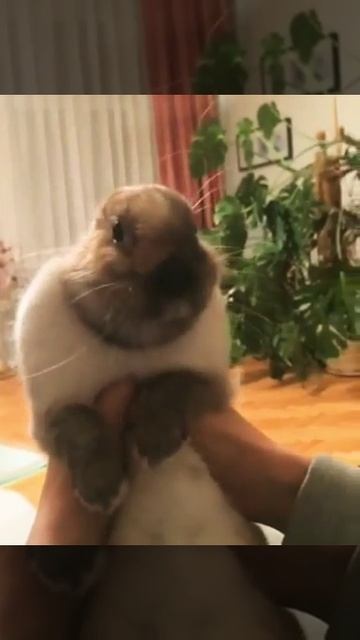 Магия! Превращение кролика в суслика! Кролик против суслика! Bunny v.s. Gopher смотреть онлайн