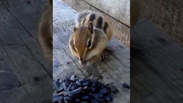 чуть харя не треснула смотреть онлайн