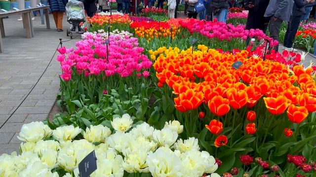 Keukenhof 1 April 2023 (4K) Парк тюльпанов.  Keukenhof Netherlands.