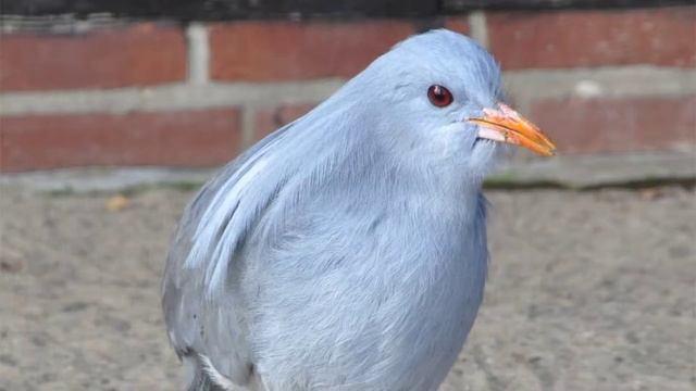 Amaze-wing Facts About The Kagu For Kids смотреть онлайн