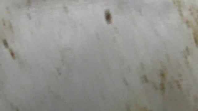 Asellus aquaticus - (Linnaeus, 1758) - (Asellidae) - Aselles - 01/04/2017 смотреть онлайн