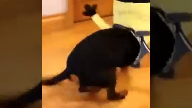 Собаки Миньоны