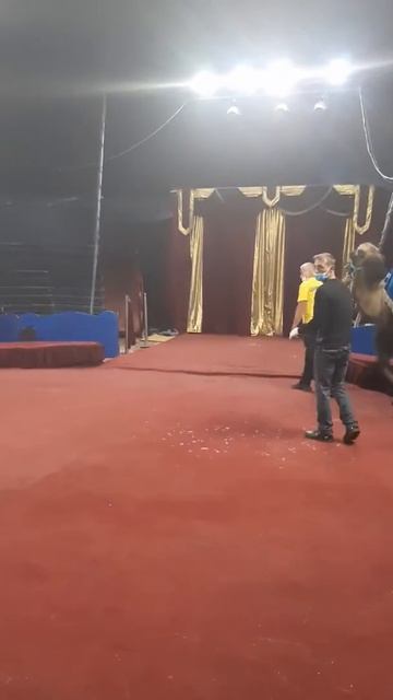 Александр на верблюде Лейла смотреть онлайн