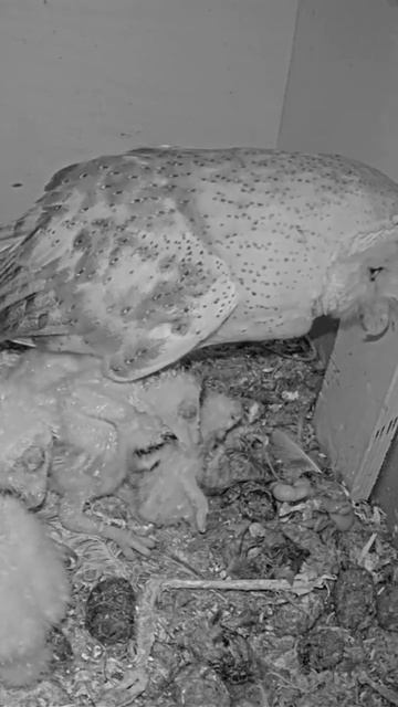 Short: barn owl feeds her babies смотреть онлайн