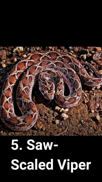 5 MOST VENOMOUS SNAKES IN THE WORLD #shorts смотреть онлайн