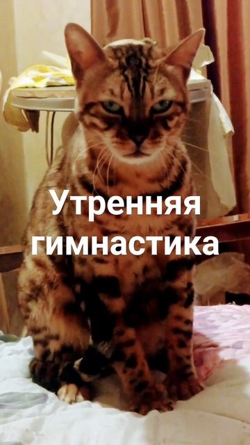 кот Лео леопард #shorts #cat #бенгал смотреть онлайн