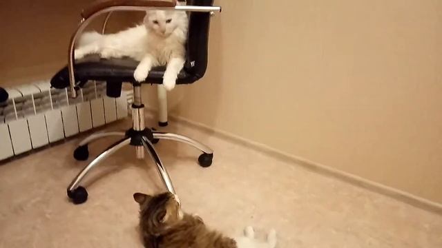 "Весёлая" кошачья жизнь. Кот Пиксик и Федор смотреть онлайн