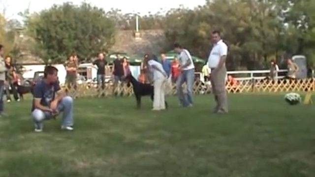 XI Dobermann CUP Novi Sad - Black Working Class Females смотреть онлайн