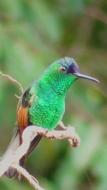 The Beauty Of The Hummingbird Singing In The Morning