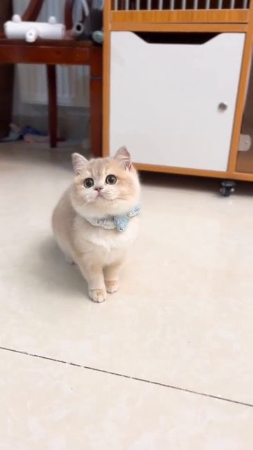 милый кот, милая кошка #shorts смотреть онлайн