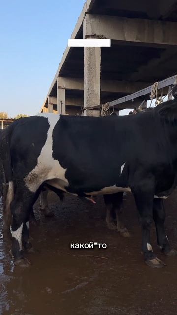 БОЛЬШОЙ БЫК ХУЛИГАН🔥😅#таджикистан #молбозор #кфх #быки #cow #герефорд #ангус #крс #сементал смотреть онлайн
