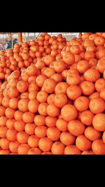 Malta fruit benefits #best fresh juicy fruits #healthy #ayurvedicnuske#youtubeshorts смотреть онлайн