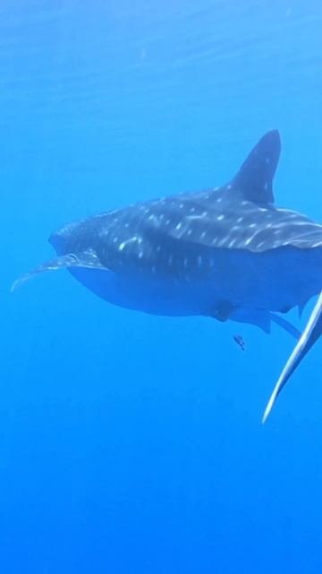 Whalesshark in Blue water смотреть онлайн