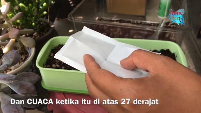 Cara semai benih sukulen | How to seed seedlings succulent 다육 식물 смотреть онлайн