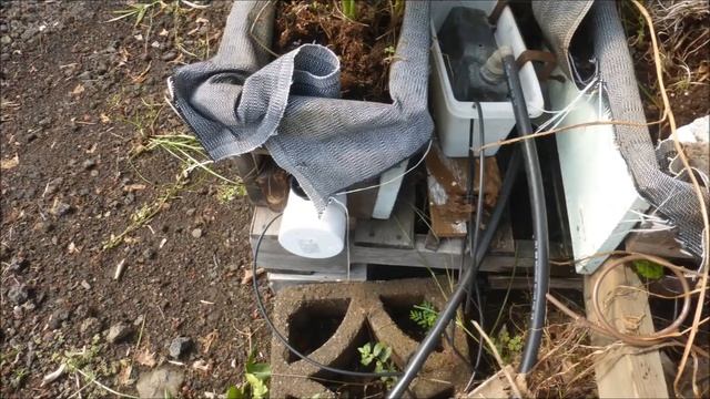 Growing Ginger, Turmeric and Sweet Potatoes in a Modified Larry Hall Trough смотреть онлайн