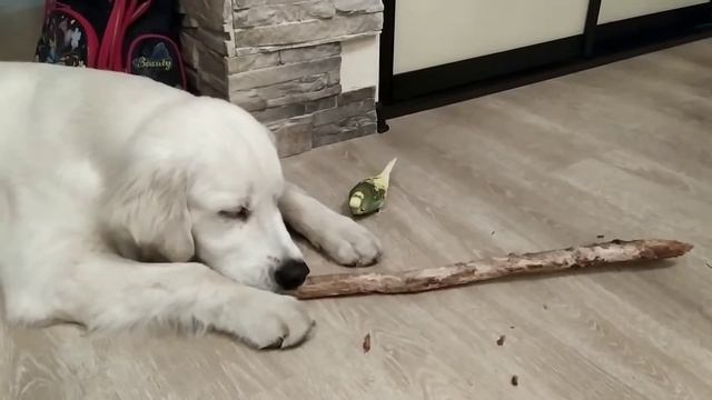 60#ФилЛори. Чья палка?