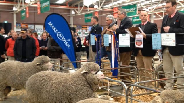 Merino ram auction hits $25,000 смотреть онлайн