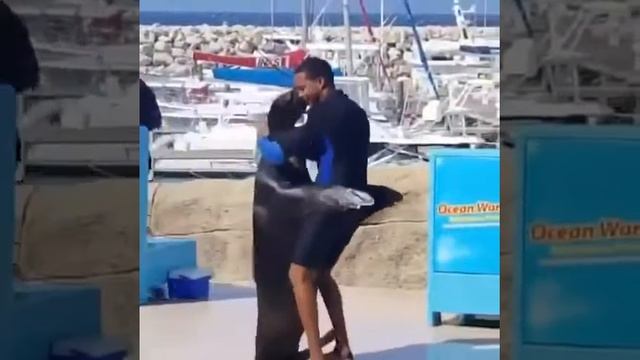 Fur-seal Lambada! смотреть онлайн