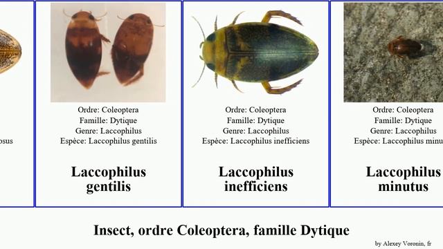 Insect, ordre Coleoptera, famille Dytique laccophilus pluto chinensis proximus griseus minutus смотреть онлайн