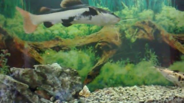 Краснохвостый сом.mp4 смотреть онлайн