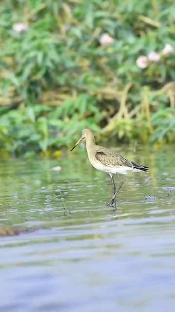 Black Tailed Godwit | Birdphotography | Wildlife Photography | Bhigwan Bird Sanctuary | Wildlife