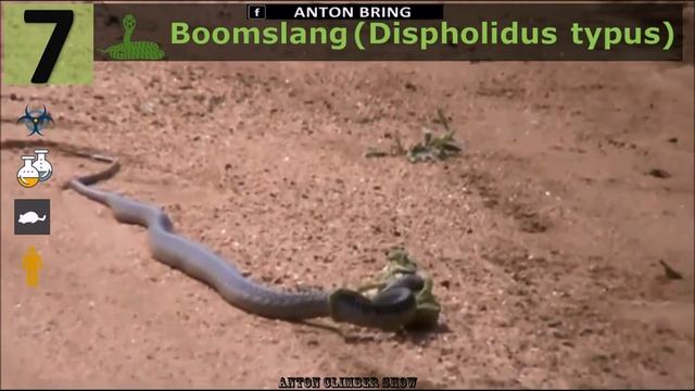 Top 9 most poisonous snakes смотреть онлайн