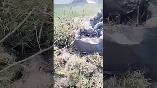 пересадка малины смотреть онлайн