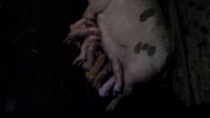 Первый опорос свиноматки 9 поросят 16 августа 2019 год.