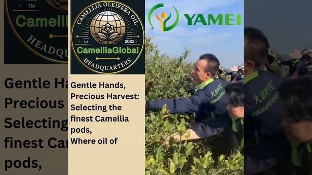 Camellia Oleifera Oil Journey - From Yamei's Plantation to Your Home with Camelliaglobal смотреть онлайн